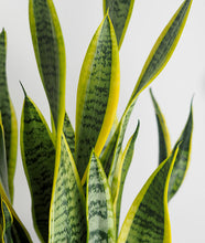 Load image into Gallery viewer, Golden Snake Plant - Ansel & Ivy