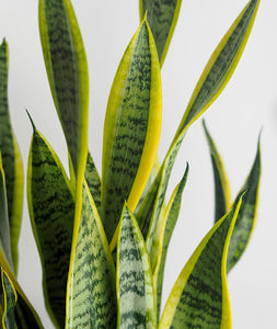 Golden Snake Plant - Ansel & Ivy