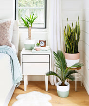 Load image into Gallery viewer, The best plants for your bedroom. Farmhouse home decor with potted plants. Shop houseplants online.