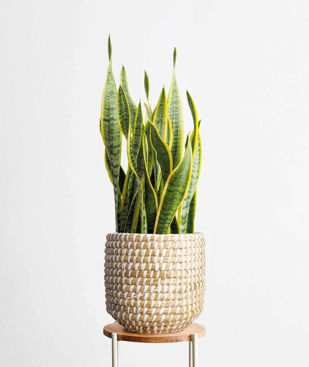 Golden Snake Plant