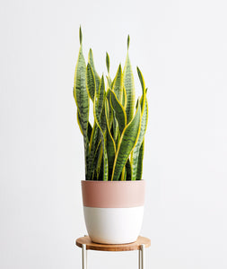 Snake Plant, sansevieria zeylanica, sansevieria laurentii houseplant. The best house plants for beginners. Shop online and choose from allergy-reducing, air-purifying, and easy-to-grow houseplants anyone can enjoy. Free shipping on orders $100+.