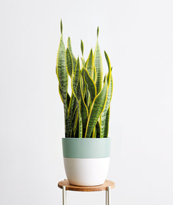 Golden Snake Plant - Ansel & Ivy