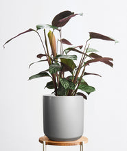 Load image into Gallery viewer, Grey Star Calathea