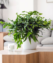 Load image into Gallery viewer, Kangaroo Paw Fern. how to display houseplants