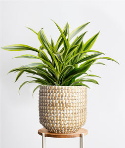 Lemon Lime Dracaena