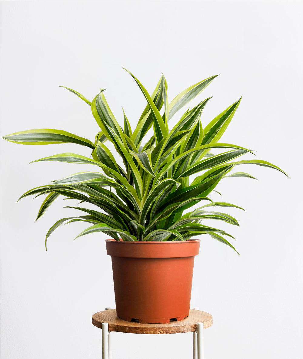 Lemon Lime Dracaena