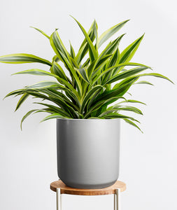 Lemon Lime Dracaena