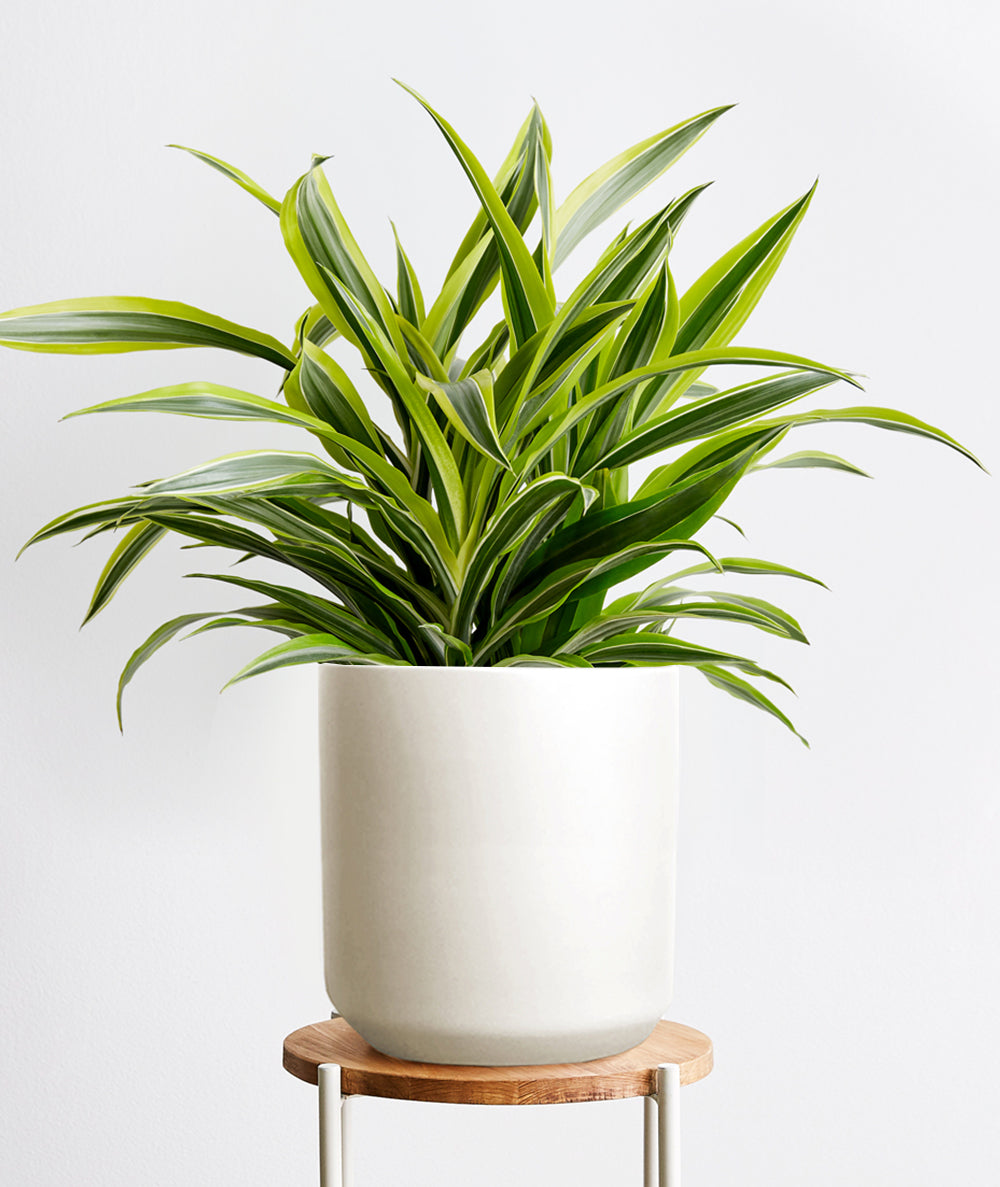 Lemon Lime Dracaena