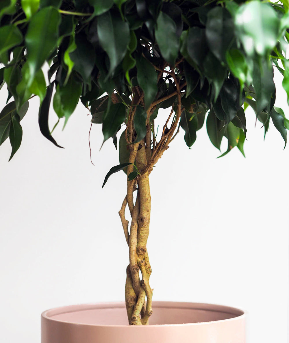 Midnight Ficus