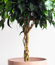 Load image into Gallery viewer, Midnight Ficus