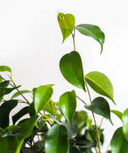 Load image into Gallery viewer, Midnight Ficus