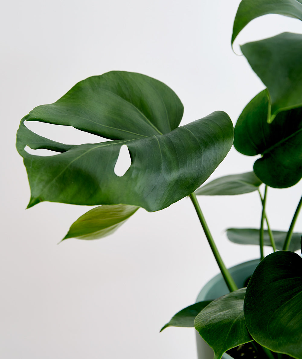 Monstera