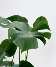 Load image into Gallery viewer, Monstera - Ansel & Ivy