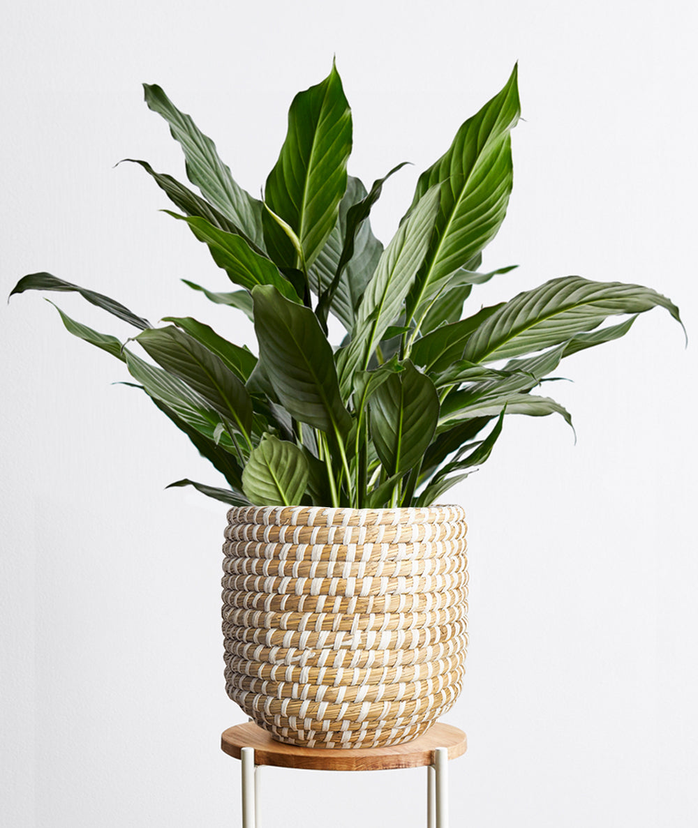 Peace Lily