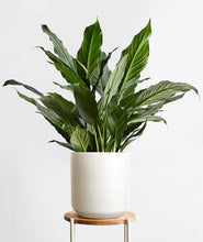 Load image into Gallery viewer, Peace Lily