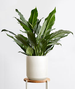 Peace Lily