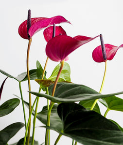 Pink Anthurium.