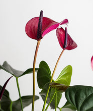 Load image into Gallery viewer, Pink Anthurium.