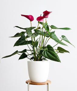 Pink Anthurium.