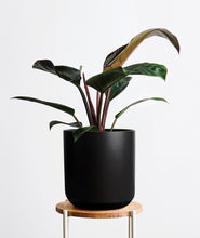 Load image into Gallery viewer, Rojo Congo Philodendron