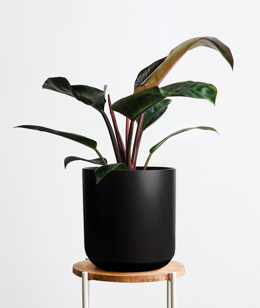 Rojo Congo Philodendron