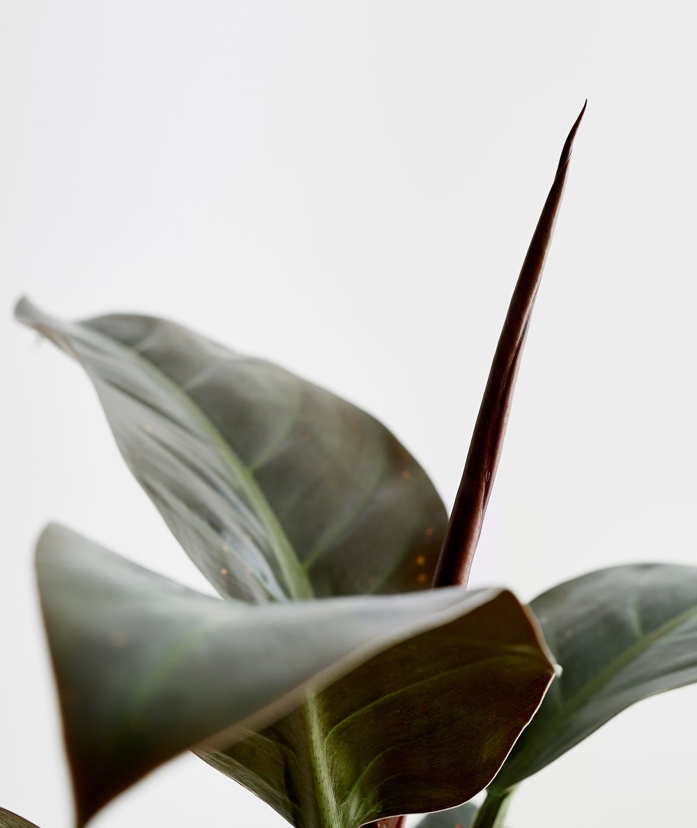 Rojo Congo Philodendron