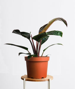 Rojo Congo Philodendron