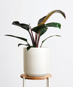 Rojo Congo Philodendron