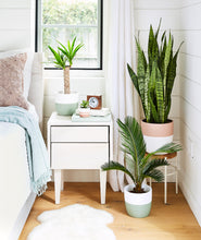 Load image into Gallery viewer, The best plants for your bedroom. Farmhouse home decor with potted plants. Shop houseplants online.