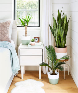 The best plants for your bedroom. Farmhouse home decor with potted plants. Shop houseplants online.