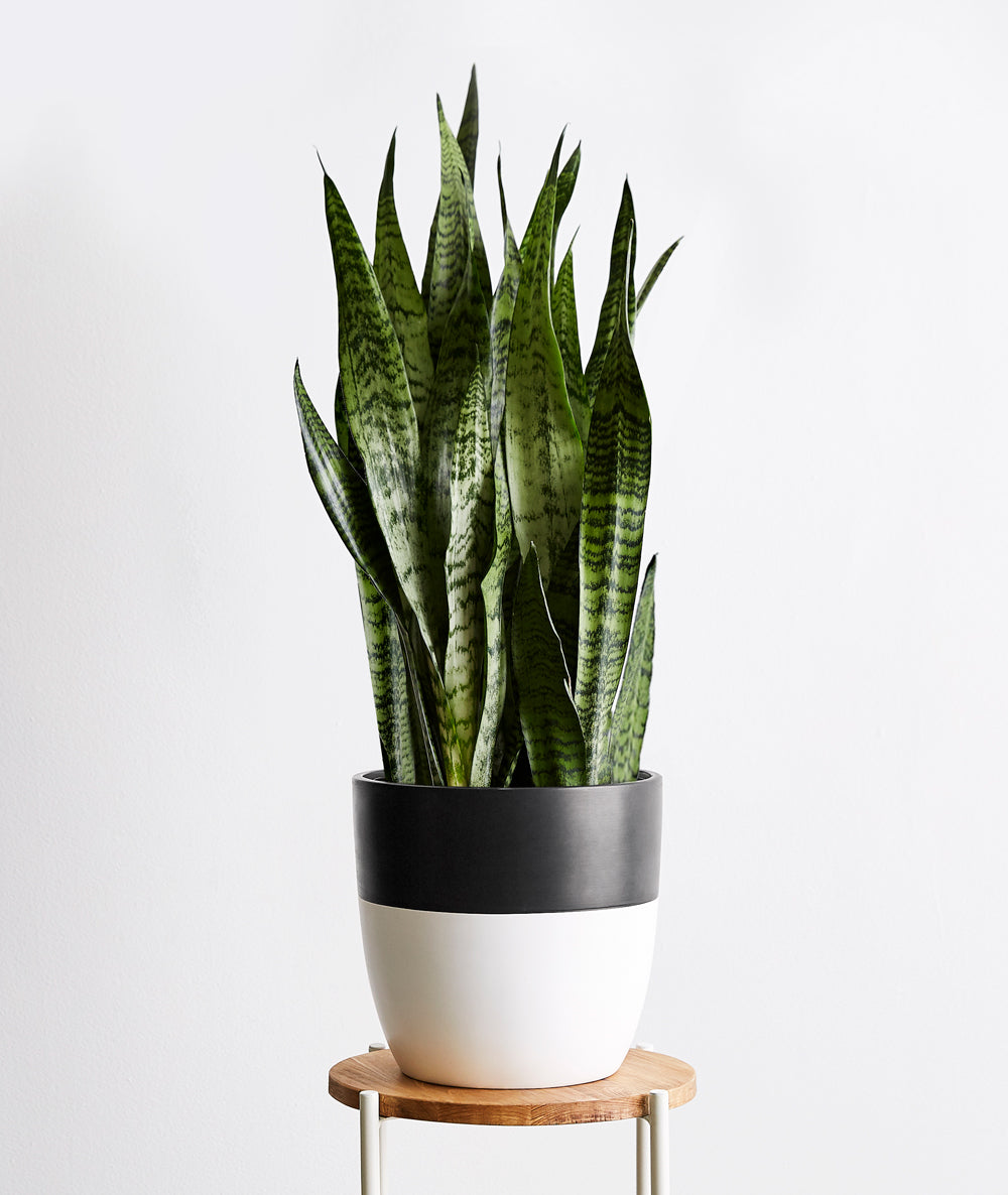 Snake Plant - Ansel & Ivy