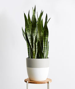 Snake Plant - Ansel & Ivy