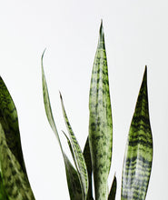 Load image into Gallery viewer, Snake Plant - Ansel & Ivy