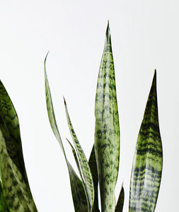 Snake Plant - Ansel & Ivy