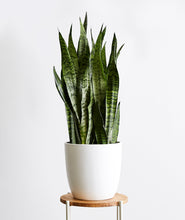 Load image into Gallery viewer, Sansevieria zeylanica, sansevieria laurentii houseplant. The best house plants for beginners. Shop online and choose from allergy-reducing, air-purifying, and easy-to-grow houseplants anyone can enjoy. Free shipping on orders $100+.