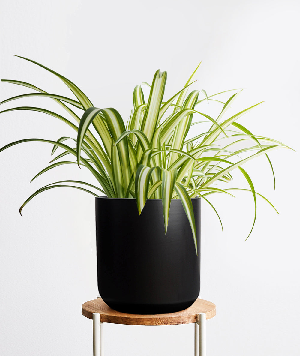 Spider Plant