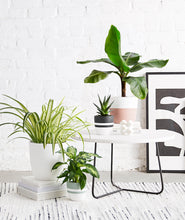 Load image into Gallery viewer, Ansel & Ivy premium houseplants. indoor plants decor.