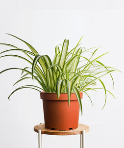 Spider Plant