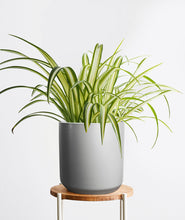 Load image into Gallery viewer, Spider Plant