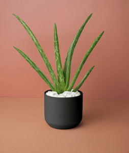 Mini Aloe Plant Kit