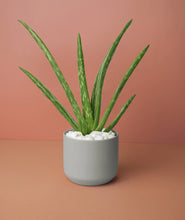 Load image into Gallery viewer, Mini Aloe Plant Kit