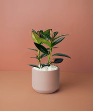 Load image into Gallery viewer, Mini Goldfish Plant Kit