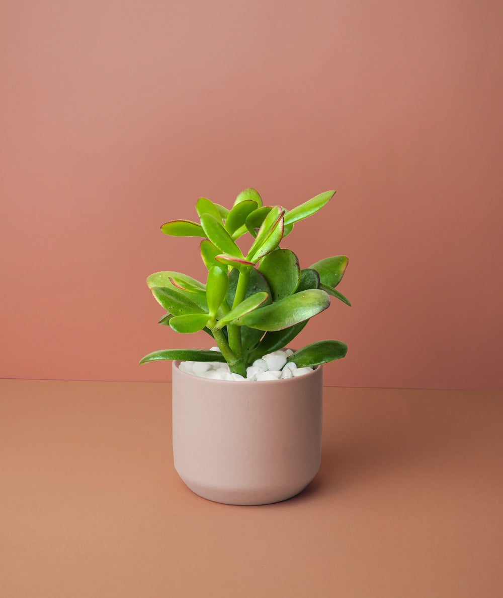 Mini Jade Plant Kit