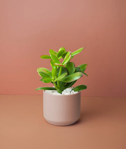 Mini Jade Plant Kit