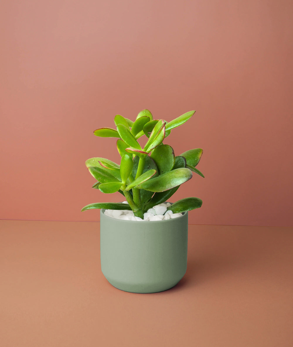 Mini Jade Plant Kit