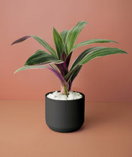 Load image into Gallery viewer, Mini Oyster Plant Kit
