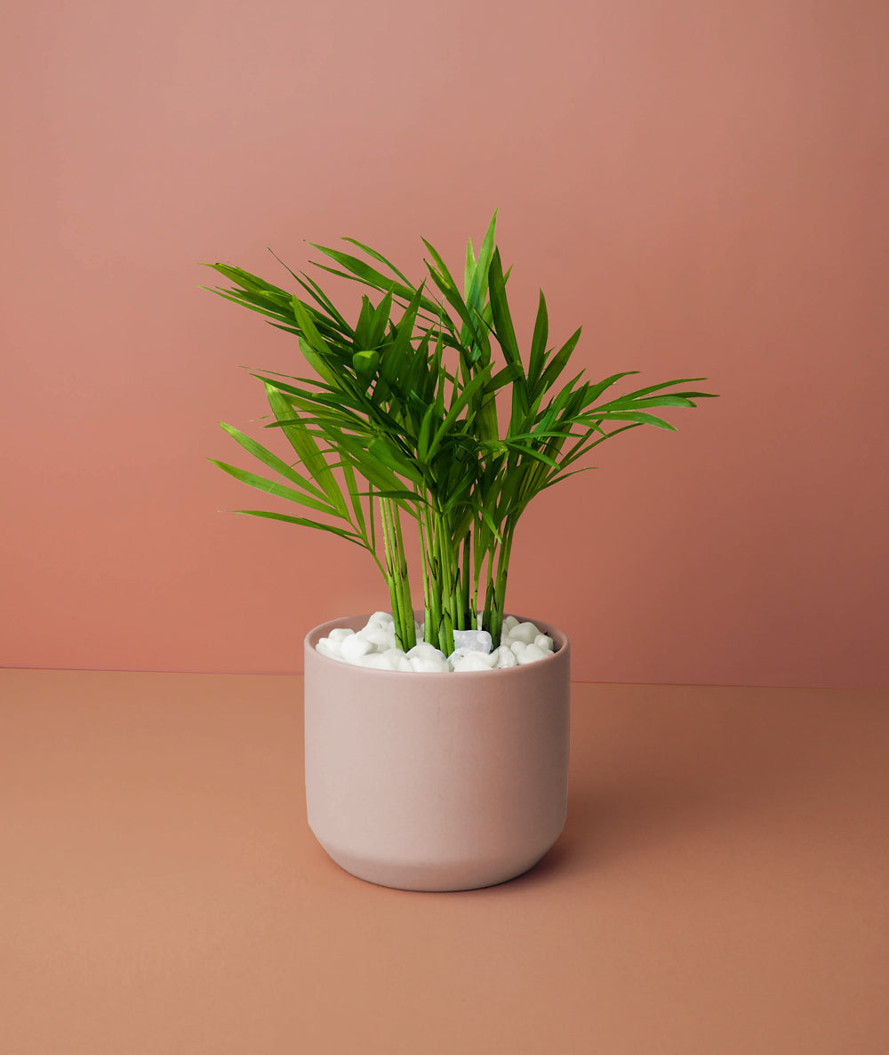 Mini Palm Plant Kit