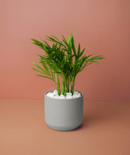 Load image into Gallery viewer, Mini Palm Plant Kit