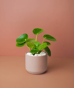 Mini Pilea Plant Kit