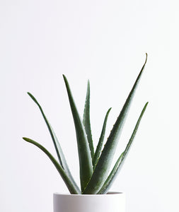 Aloe.